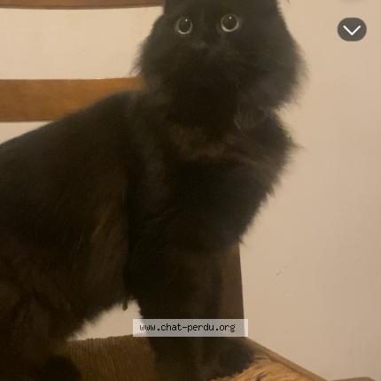 Photo 1/1 Found cat Found in Montpellier