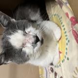 Picture of cat found at Noisy Le Grand