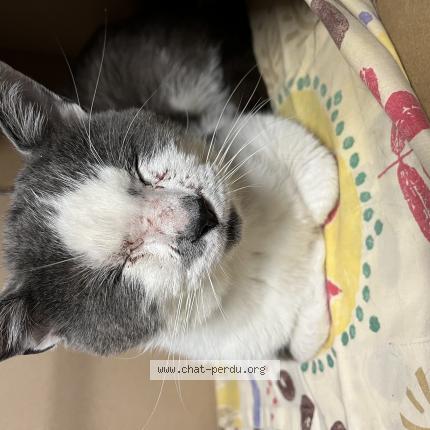 Photo 1/1 Cat reunited Found in Noisy le grand