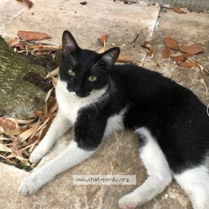 Photo 1/1 Found cat Found in Saint mande