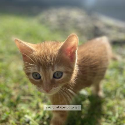 Photo 1/1 Nekko Chat lost in Poitiers