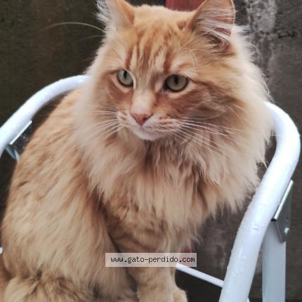 Photo 1/1 July Chat lost in Bosques de san francisco