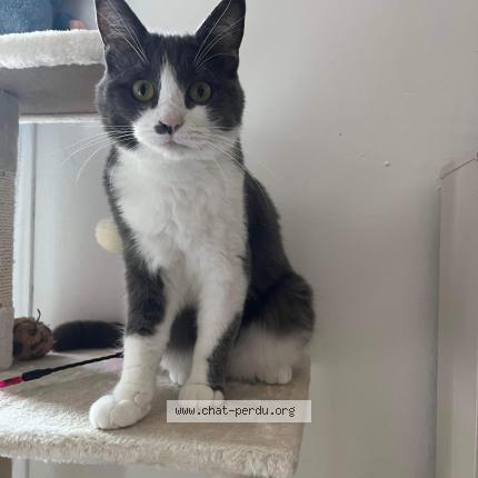 Photo 1/1 Chipie Chat lost in Montreuil en touraine