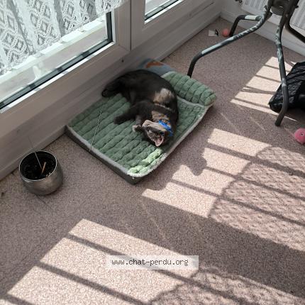 Photo 1/1 Mila Chat lost in Le havre