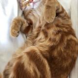 Picture of cat lost at Saumur