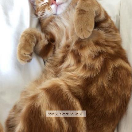 Photo 1/1 Nako Chat lost in Saumur