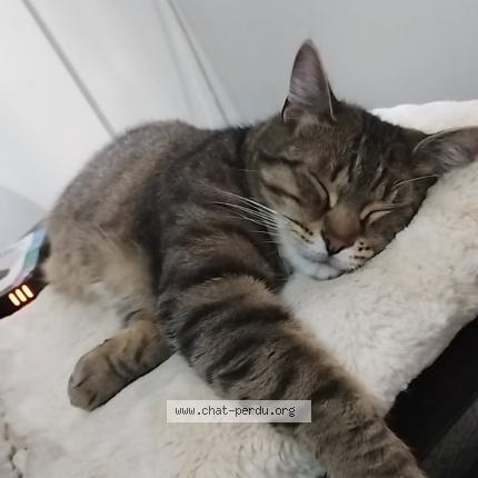 Photo 1/1 Chouan Chat lost in Lens