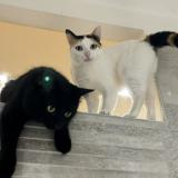 Picture of cat lost at Angouleme