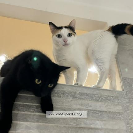 Photo 1/1 Neve Chat lost in Angouleme