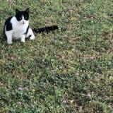 Picture of cat found at Graveson