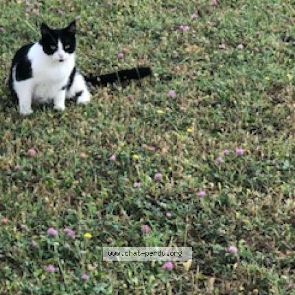 Photo 1/1 Found cat Found in Graveson