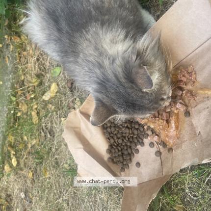 Photo 1/2 Found cat Found in Lyon