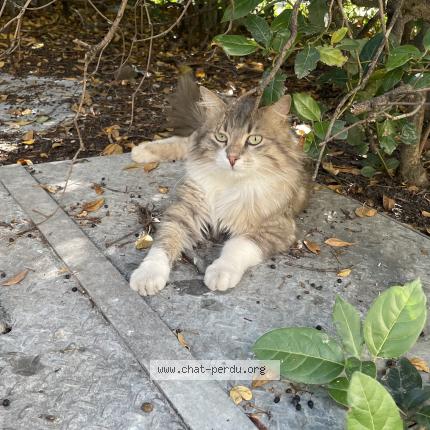 Photo 2/2 Found cat Found in Lyon