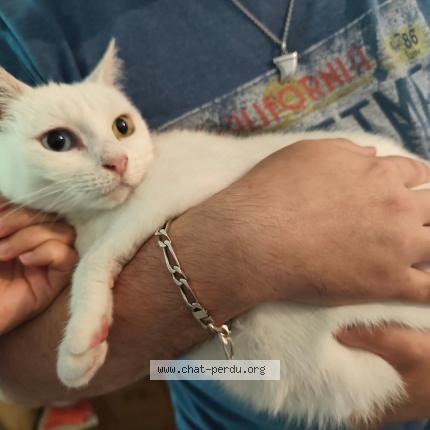 Photo 1/1 Wanny Chat lost in Pessac