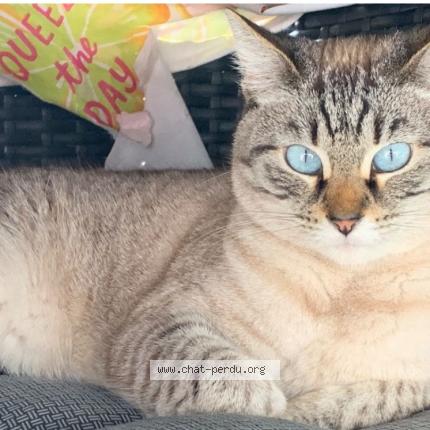 Photo 1/1 Lilou Chat lost in Lamnay