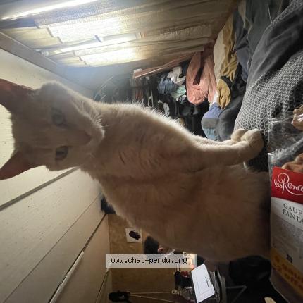 Photo 1/1 Garfield Chat lost in Saint etienne