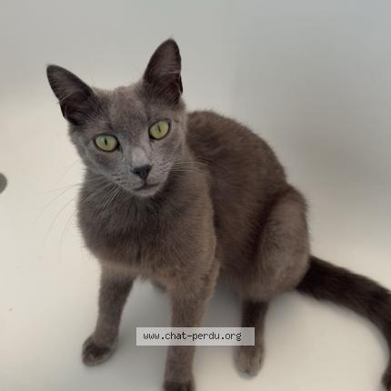 Photo 1/1 Mozart Chat lost in Sevrai