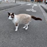 Picture of cat found at Toulouse