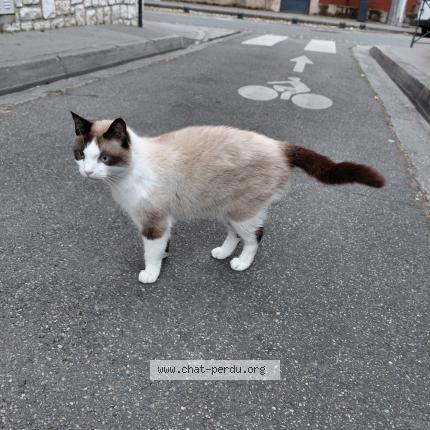 Photo 1/1 Found cat Found in Toulouse