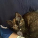 Picture of cat found at Orleans