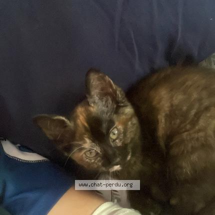 Photo 1/1 Found cat Found in Orleans