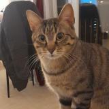 Picture of cat lost at Ivry Sur Seine