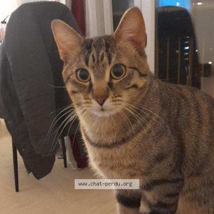 Photo 1/1 Tiger Chat lost in Ivry sur seine
