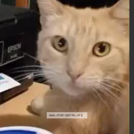 Photo 1/2 Tézio Chat lost in Loriol sur drome