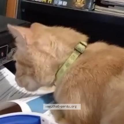 Photo 2/2 Tézio Chat lost in Loriol sur drome