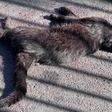 Picture of cat found at Arcueil