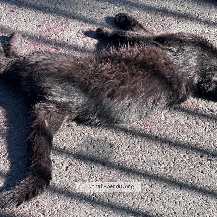 Photo 1/1 Found cat Found in Arcueil