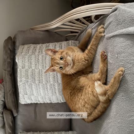 Photo 1/1 Tigrou Chat lost in Villeneuve d ascq