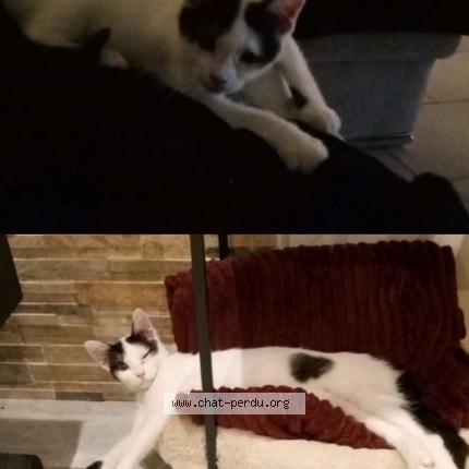 Photo 1/1 nini Chat lost in Chemault