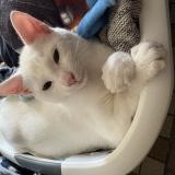 Picture of cat lost at Veauville Les Quelles