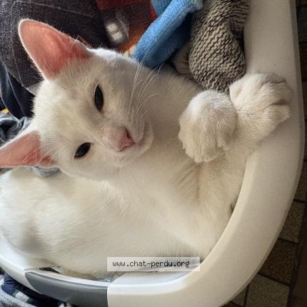 Photo 1/1 Milo Chat lost in Veauville les quelles