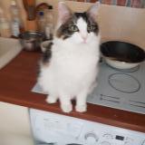 Picture of cat lost at Castries