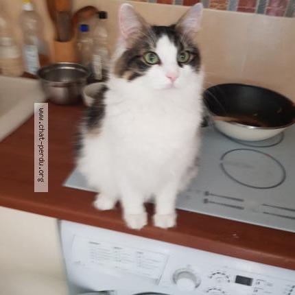 Photo 1/1 Batman Chat lost in Castries