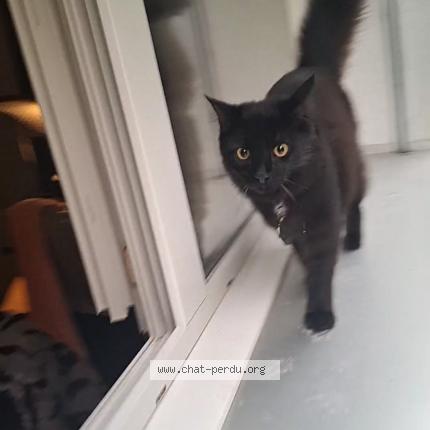 Foto 1/1 Wiedergefundene Katze Verloren in Territet