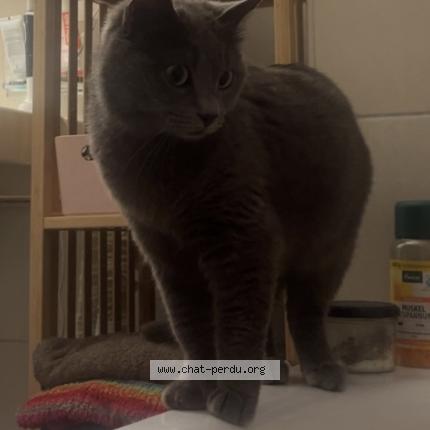Foto einer verlorenen Katze in Dully