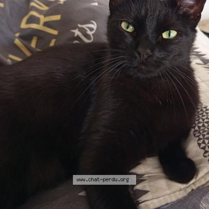 Photo 1/1 Kiki Chat lost in Wasmes