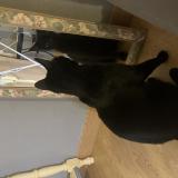 Picture of cat found at Nantes