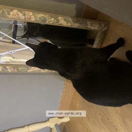 Photo 1/1 Found cat Found in Nantes