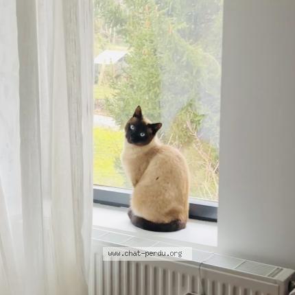 Photo 1/1 Timon Chat lost in Ballan mire