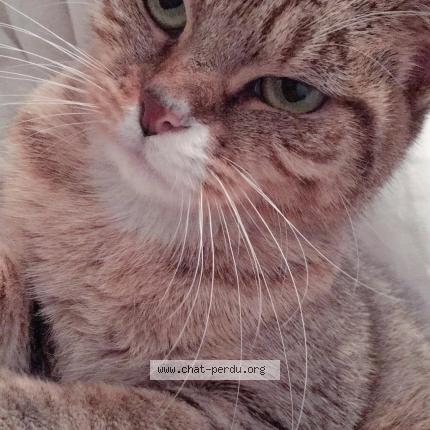 Photo 1/1 Chatchat Chat lost in Beauvais