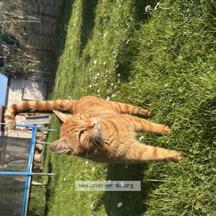 Photo 1/1 Baki Chat lost in Herstal