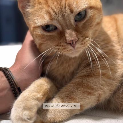 Photo 1/1 Mango Chat lost in Le gosier