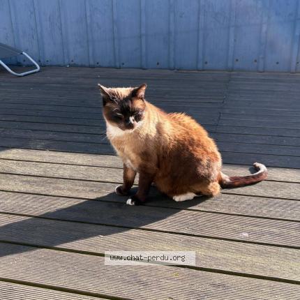 Photo 1/1 WINSTON Chat lost in Grivegnee