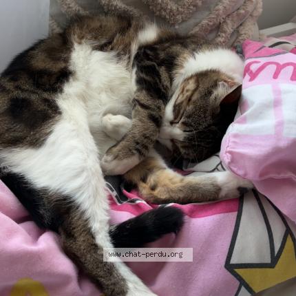 Photo 1/1 Fifi Chat lost in Labastide saint pierre