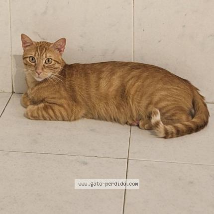 Photo 1/1 Gonzalo Aguirre Gil Chat lost in Calahorra