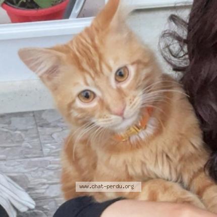 Photo 1/1 Mufasa Chat lost in Mantes la jolie